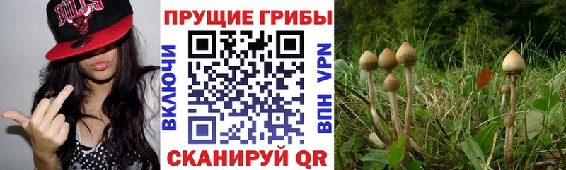 Галлюциногенные грибы мицелий Купить Бодайбо